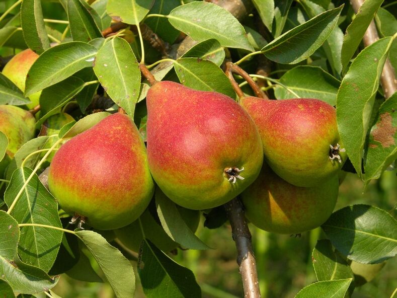 Pear used to treat osteochondrosis