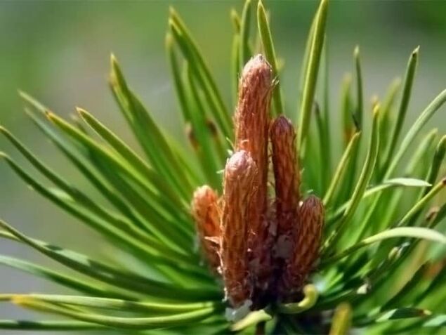 Pine buds for neck pain