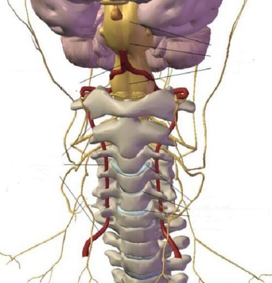 The structure of the cervix region